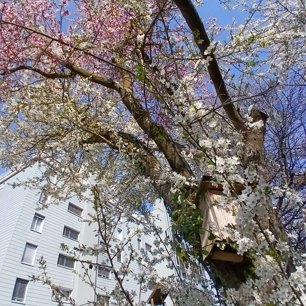Fruehlingserwachen-in-Sursee-bei-Megaschlaf-Wasserbetten