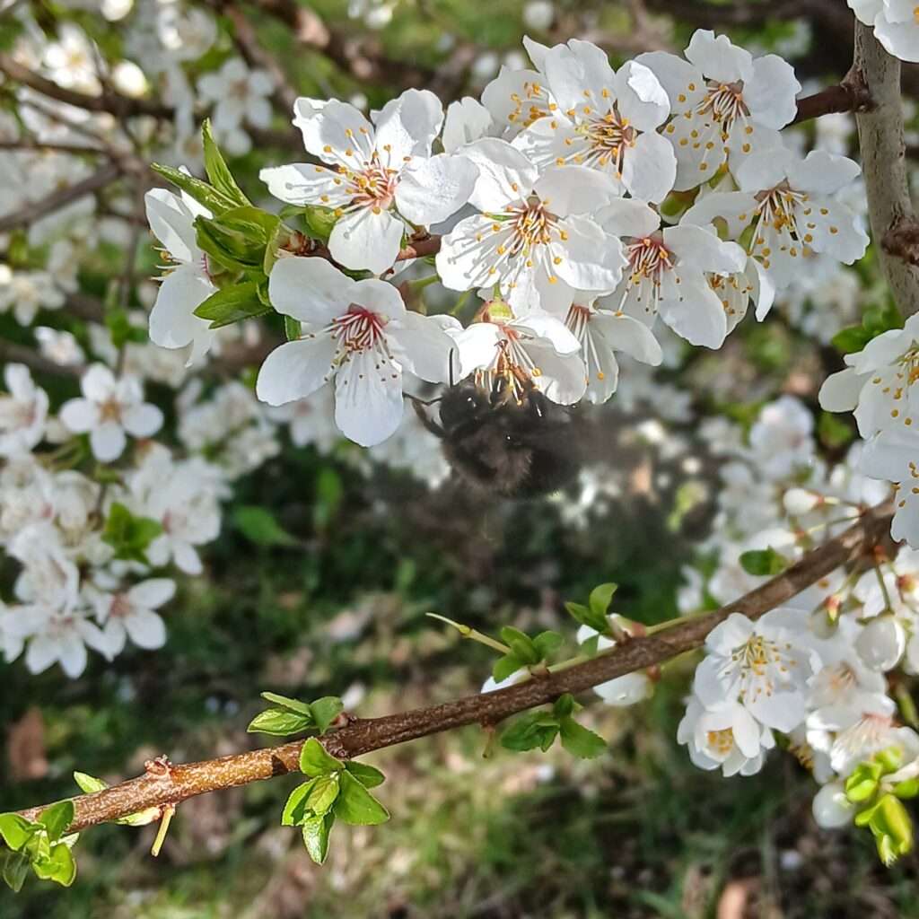 Fruehlingserwachen-in-Sursee-bei-Megaschlaf-Wasserbetten