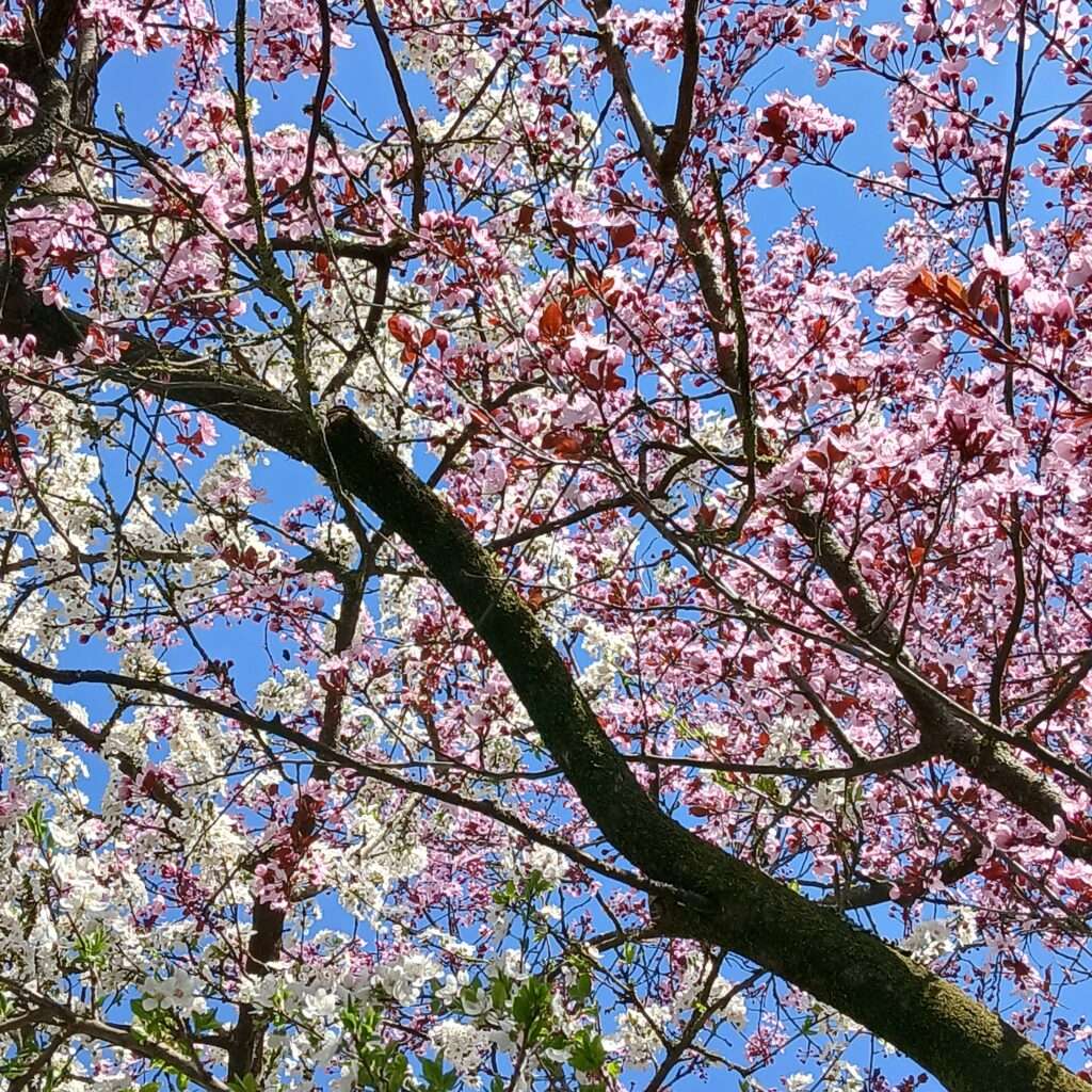 Fruehlingserwachen-in-Sursee-bei-Megaschlaf-Wasserbetten