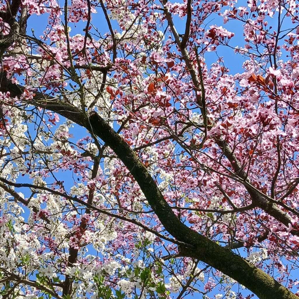 Fruehlingserwachen-in-Sursee-bei-Megaschlaf-Wasserbetten