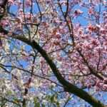 Fruehlingserwachen-in-Sursee-bei-Megaschlaf-Wasserbetten