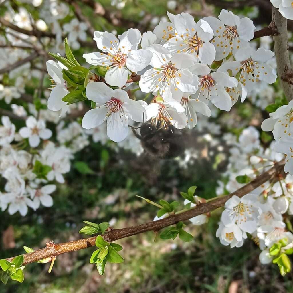 Fruehlingserwachen-in-Sursee-bei-Megaschlaf-Wasserbetten