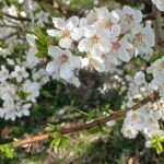 Fruehlingserwachen-in-Sursee-bei-Megaschlaf-Wasserbetten