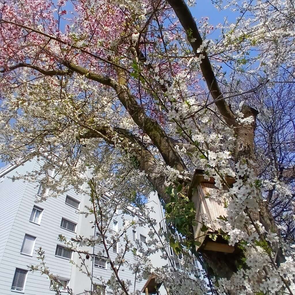 Fruehlingserwachen-in-Sursee-bei-Megaschlaf-Wasserbetten
